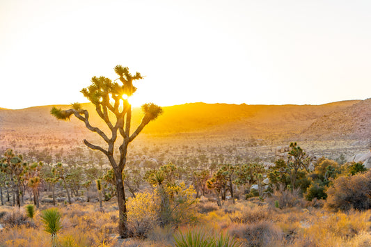 Desert Gold-Joshua Tree