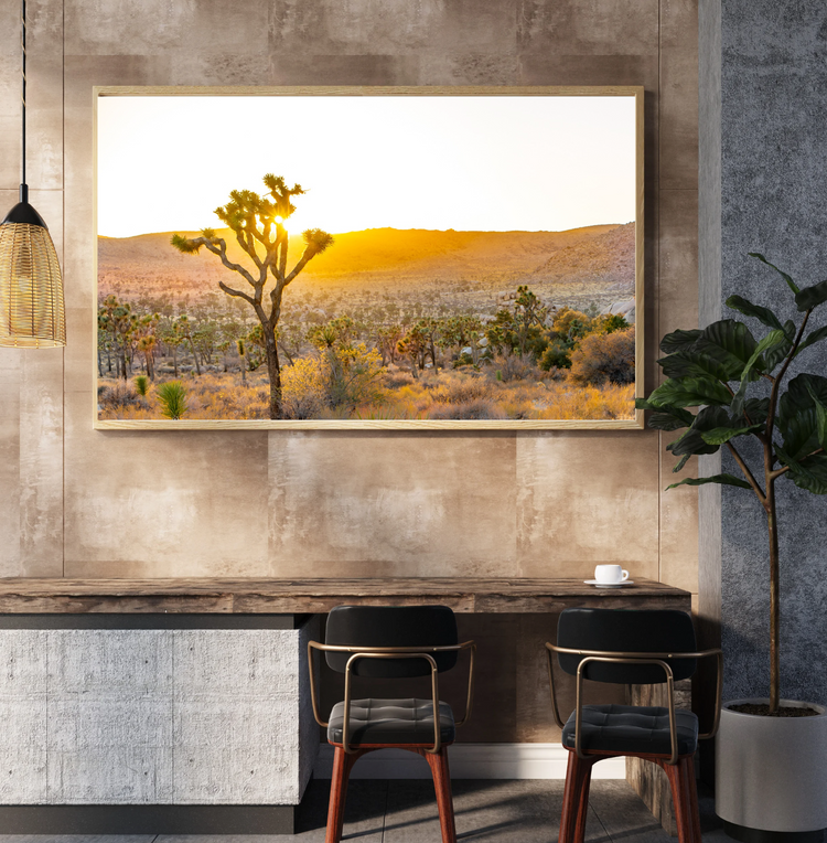 Desert Awakening-Joshua Tree