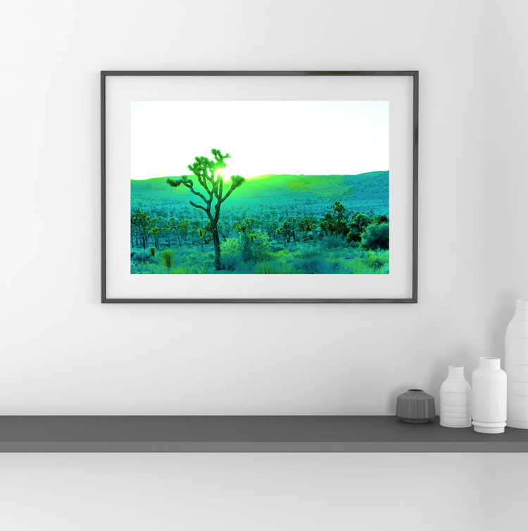 Desert Awakening-Joshua Tree