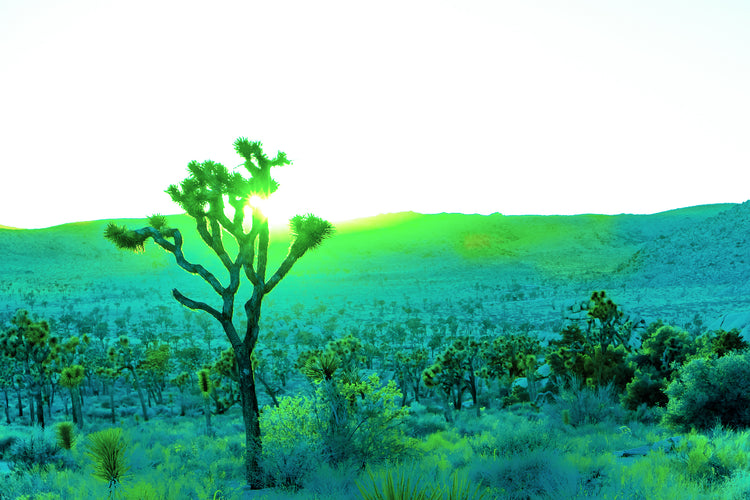 Desert Awakening-Joshua Tree