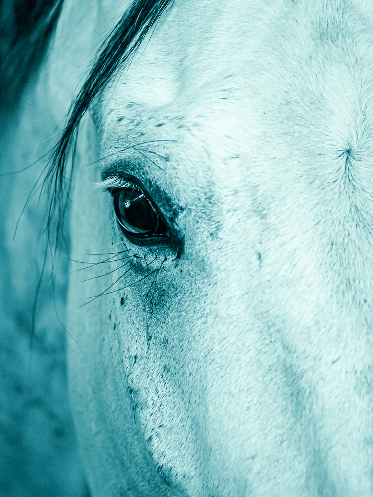 Whispered in Turquoise