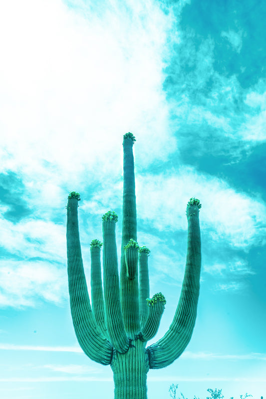 Arms of the Ancients