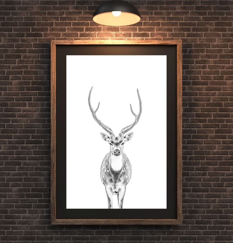 Ardan -Axis stag