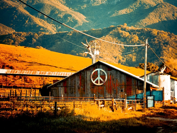 Peaceful Fields