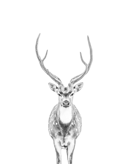 Ardan -Axis stag