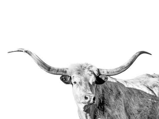 Steel Horn