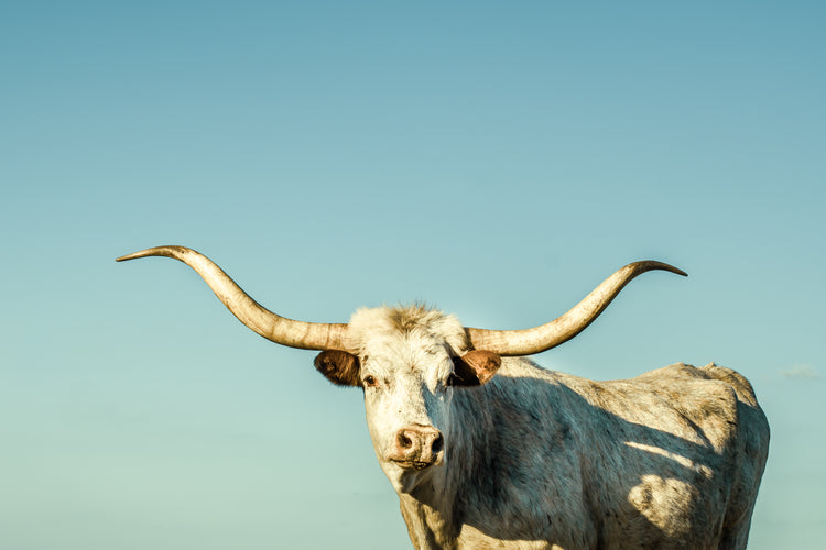Steel Horn