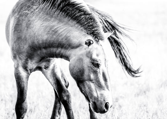 Kulan