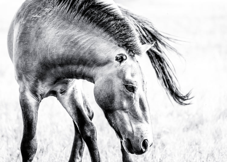 Kulan